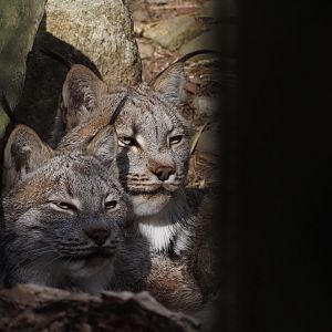 Canada Lynx 2