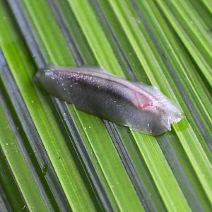 Red Triangle Slug