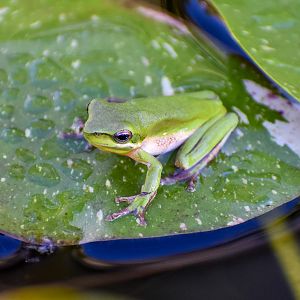 Eastern Dwarf Frog