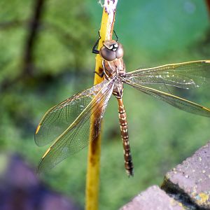 Blue-spotted Hawker
