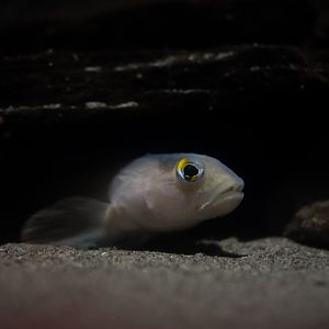 Goby ID (Vancouver Aquarium
