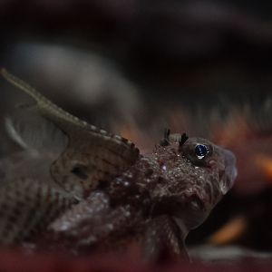 Sculpin ID (Vancouver Aquarium)