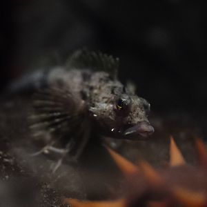 Poacher ID? (Vancouver Aquarium)