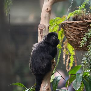Goeldi's Monkey