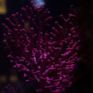 Pink Candelabrum Gorgonian