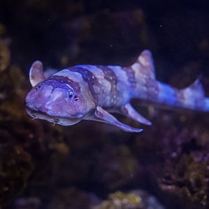 White Spotted Bamboo Shark