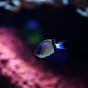 Black Bar Chromis