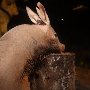 Aardvark (Orycteropus afer) "Batu"