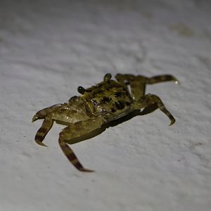 Mangrove tree-dwelling Crab (Selatium brockii)