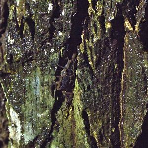 Singapore Bark Scorpion (Lychas scutilus)