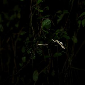Juvinile Oriental Whip Snake (Ahaetulla prasine)