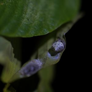 Laglaise’s Garden Spider (Eriovixia laglaizei)
