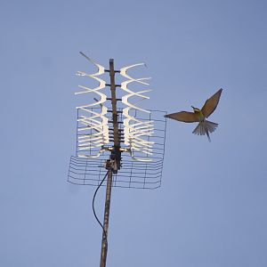 Blue-tailed Bee-Eater (Merops philippinus)
