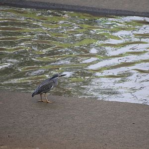 Little Heron (Butorides atricapilla)