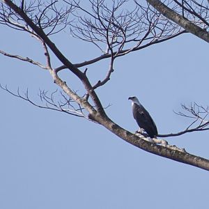 White-bellied Sea  (Icthyophaga leucogaster)