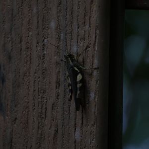 Rufous-legged grasshopper (Xenocatantops humilis)