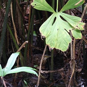 Von Schrenck's Bittern (Botaurus eurhythmus)