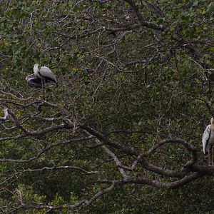 Hybrid Milky x Painted Stork (Mycteria cinerea x leucocephala)