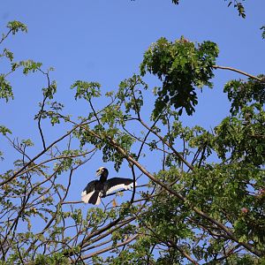 Southern Oriental Pied Hornbill (Anthracoceros albirostris convexus)