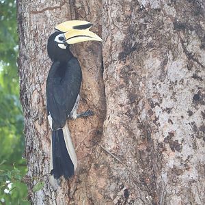Nesting Southern Oriental Pied Hornbill (Anthracoceros albirostris convexus)