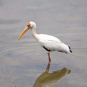 Hybrid Milky x Painted Stork (Mycteria cinerea x leucocephala)