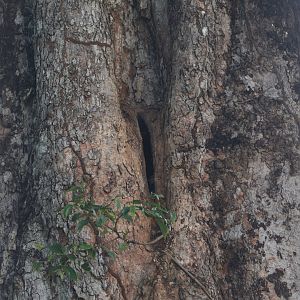 Oriental Pied Hornbill Nest