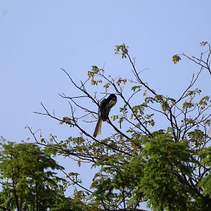 Southern Oriental Pied Hornbill (Anthracoceros albirostris convexus)