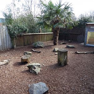 Six-banded armadillo (Euphractus sexcinctus) exhibit