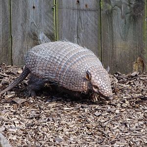 Six-banded armadillo (Euphractus sexcinctus)