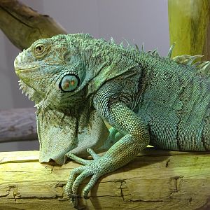 Green iguana (Iguana iguana)