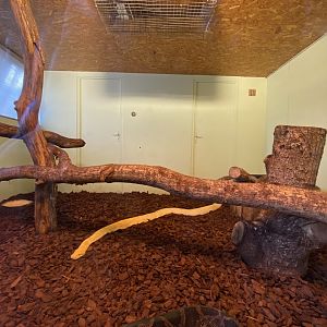 Indian python (Python molurus) exhibit