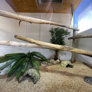 Dumeril's boa (Acrantophis dumerili) exhibit