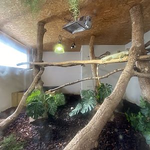 Green iguana (Iguana iguana) exhibit