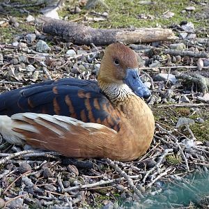 Fulvous whistling duck (Dendrocygna bicolor)