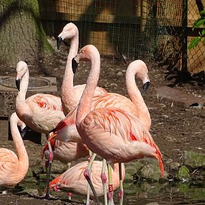 Chilean flamingos (Phoenicopterus chilensis)