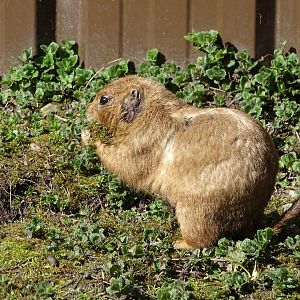 Black-tailed prairie dog (Cynomys ludovicianus)