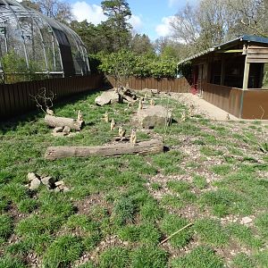 Meerkat (Suricata suricatta) exhibit