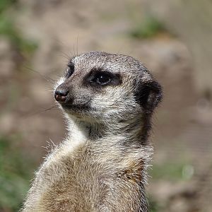 Meerkat (Suricata suricatta)