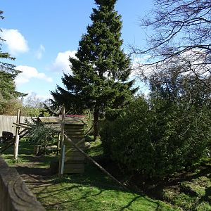 Red panda (Ailurus fulgens) exhibit