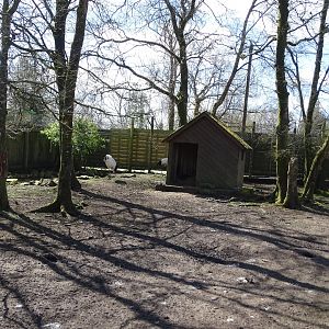 Reeves's muntjac (Muntiacus reevesi) and red-crowned crane (Grus japonensis) exhibit