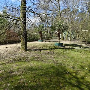 African spurred tortoise (Centrochelys sulcata) exhibit