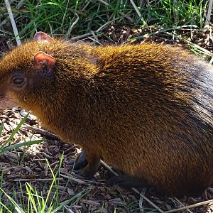 Central American agouti (Dasyprocta punctata)