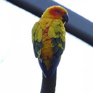 Sun conure (Aratinga solstitialis)