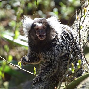 Common marmoset (Callithrix jacchus)