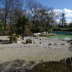 Humboldt penguin (Spheniscus humboldti) exhibit