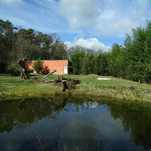 White lion (Panthera leo krugeri) exhibit