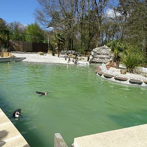 Humboldt penguin (Spheniscus humboldti) exhibit