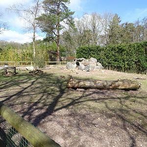 Indian crested porcupine (Hystrix indica) exhibit