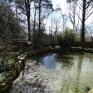 Asian small-clawed otter (Aonyx cinereus) exhibit