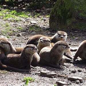 Asian small-clawed otter (Aonyx cinereus)